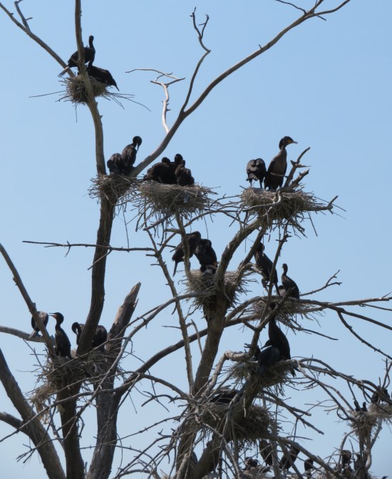 cormorants!