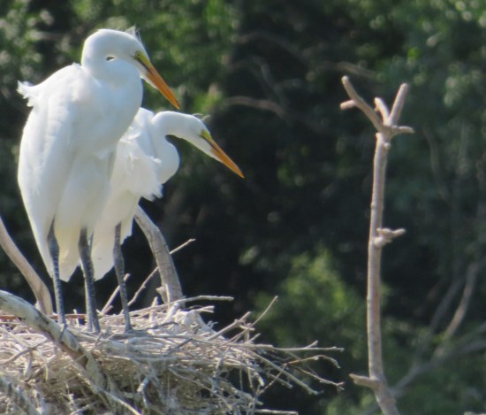 egrets closeup!