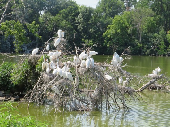 egrets!