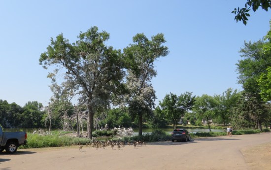 Grotto Lake Rookery!