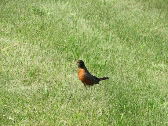 robin!