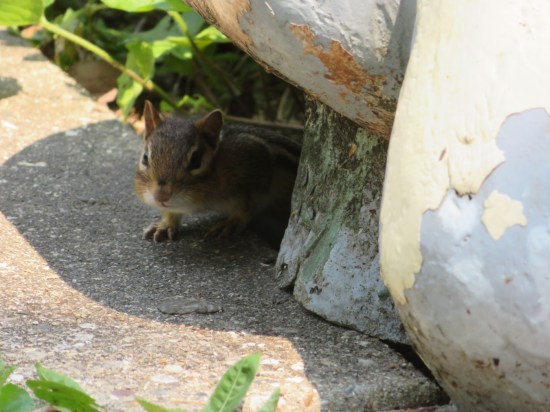 chipmunk!