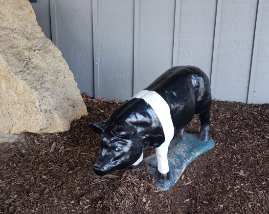 pig statue!