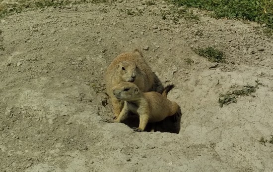 Badlands prairie dog hole!