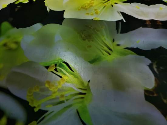 flower parts closeup!