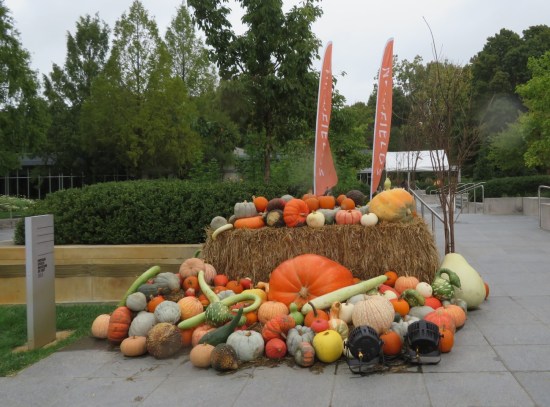 outdoor harvest veggies!