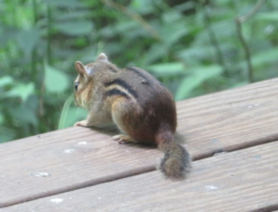 chipmunk pondering!