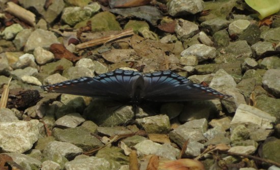 eastern black swallowtail butterfly!