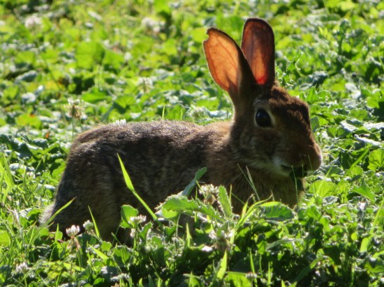 Allegheny Landing bunny!