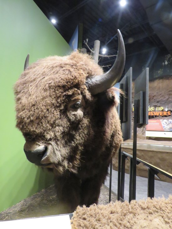 bison head!
