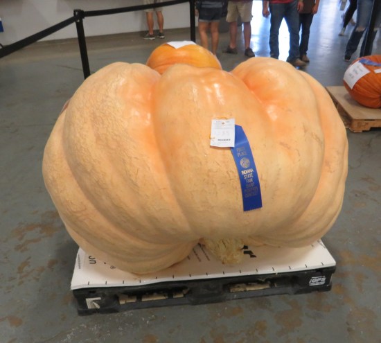 giant pumpkin 1st place!