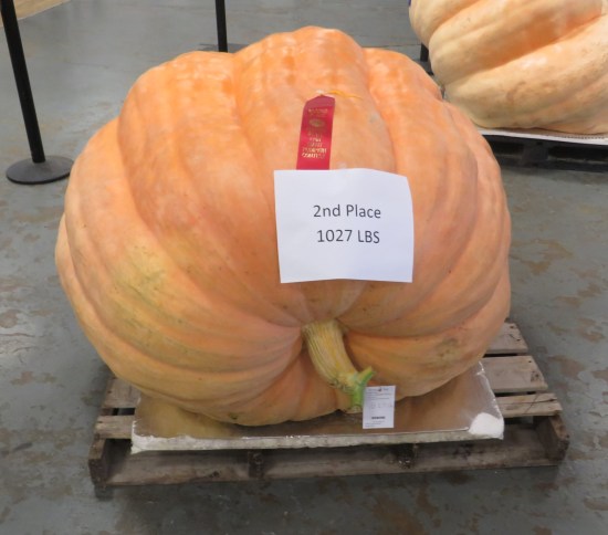 giant pumpkin 2nd place!