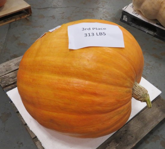 giant pumpkin 3rd place!