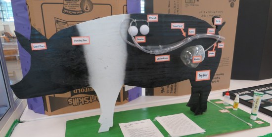 pig reproductive system!