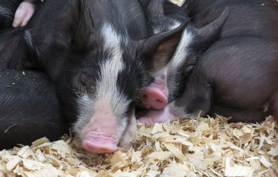 piggies napping!