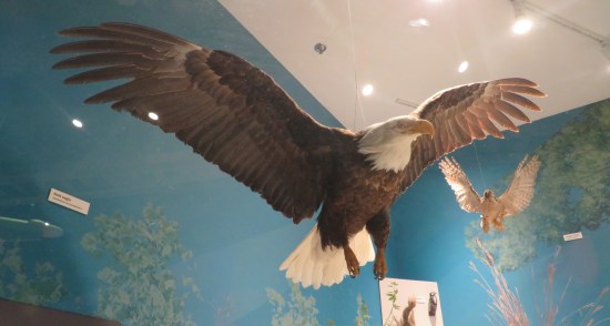 stuffed bald eagle!