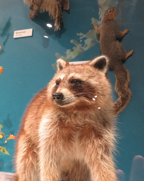 stuffed raccoon!