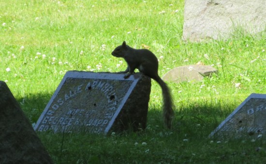 cemetery squirrel!