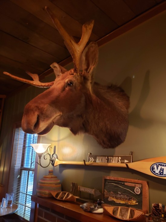 moose head!