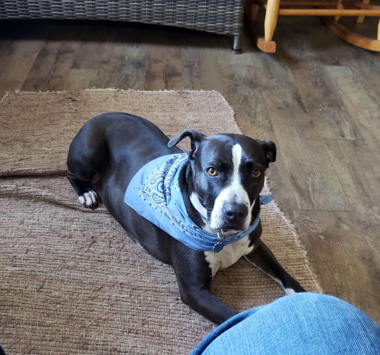 A big black and white doggie sitting by my feet, staring politely.