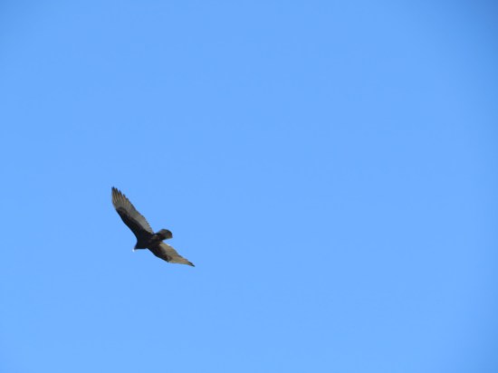 An eagle flying over our heads.