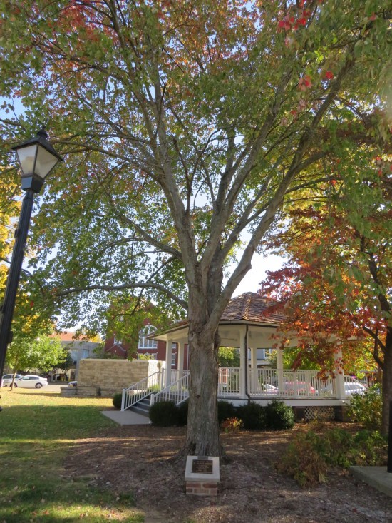A sugar maple tree in autumn; at the base is a small plaque honoring band director E. Hurst Miles.