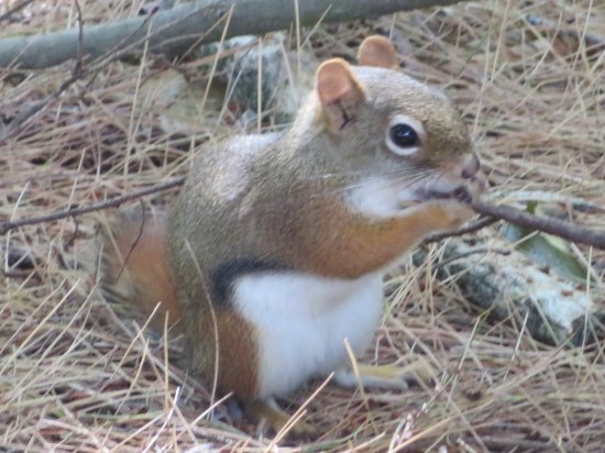 It's a chipmunk! Feeding itself, as chipmunks do!