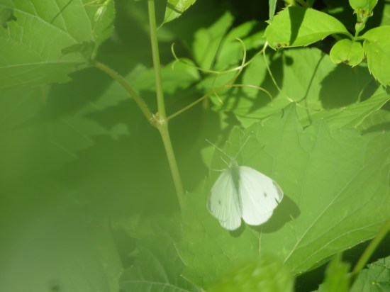 Some kind of white moth with a few black markings, sitting on a green leaf in sunshine.
