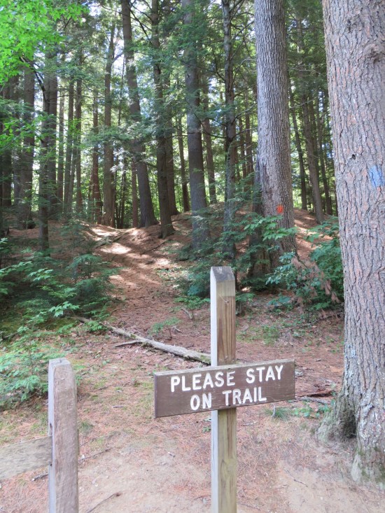 wooden sign in the forest reading "Please Stay on Trail".