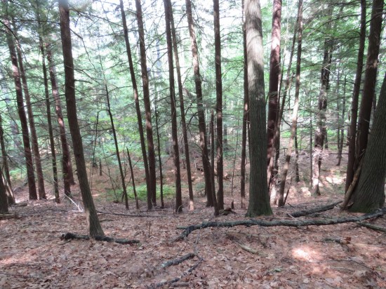 Woods around Quechee Gorge. Mostly harmless.