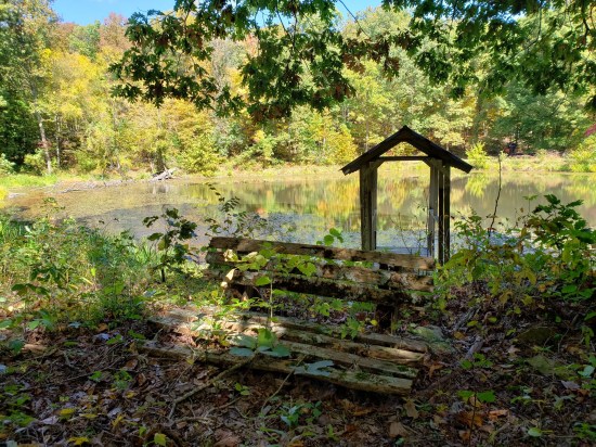An old pond with tons of neglected overgrowth dilapidated bench and a shelter.