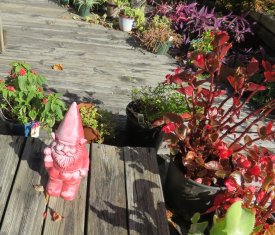 An all-red lawn gnome on a wood porch lined with numerous potted plants.