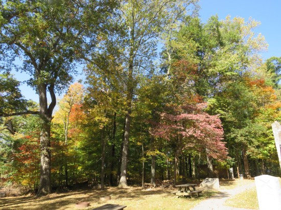 A bunch of deciduous trees in autumn colors.