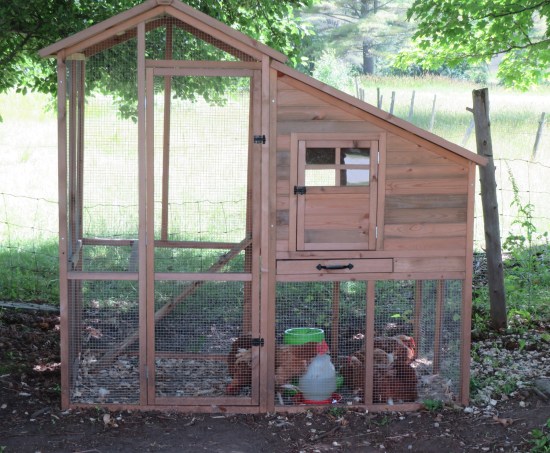 A big chicken coop, with all the chickens clustered on one side, probably where the feed was.