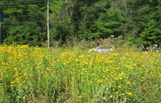 A thick field of coneflowers through which you can see the top of our silver rental SUV.