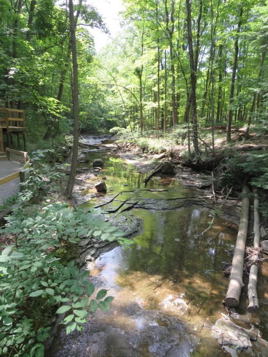 Another creek, but a wider and deeper shot, kinda pretty in its own way. Sunlight peeks through the forest canopy.
