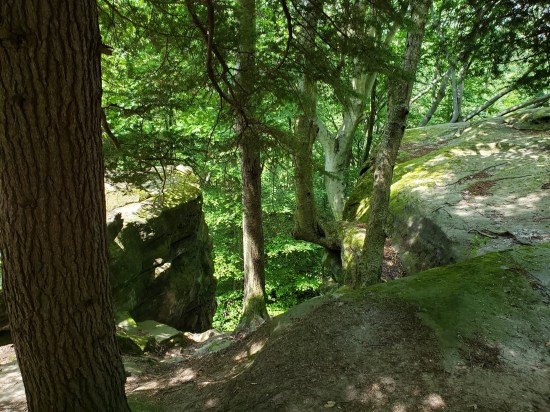 Another side of the ledge facing deeper tree cover, no visible horizon in the distance.
