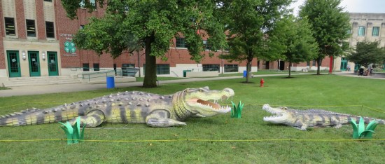 Two large alligator sculptures on a lawn, facing each other with mouths wide open.
