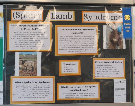 Educational poster about Spider Lamb Syndrome, which is a thing.