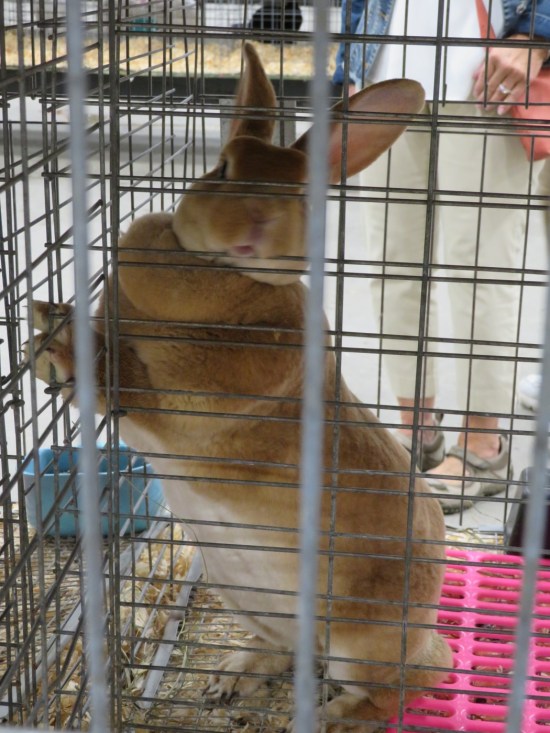 A caged bunny standing with his front paws on the wall.