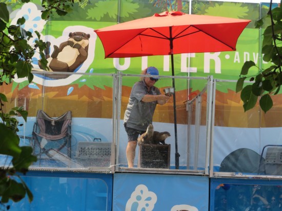 An otter trainer standing over two otters on a stage that;s rigged on the side of a tour bus. A water tank is positioned in front of them. An orange umbrella shields them from the sun. Trainer has food in her hand, preparing to feed them.