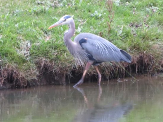 A blue heron wading in a pond.