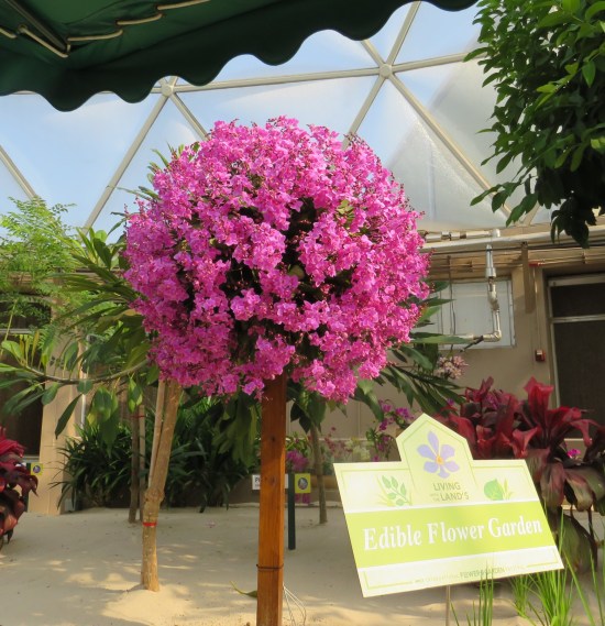 Garden inside a geodesic dome. Centerpiece is a purple sphere of flowers atop a 5-foot wooden post. A sign reads, "Living on the Land's Edible Flower Garden".