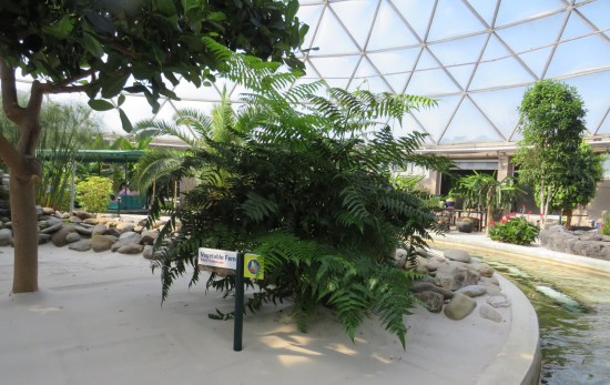 A bush of fiddlehead ferns growing on a platform inside a geodesic dome. A canal runs to the right. Round, smooth rocks are piled around its base.