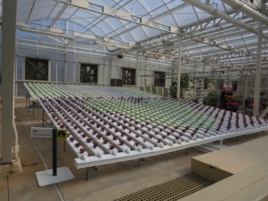 White, angled platform with a series of evenly placed plants on it in rows between irrigation pipes. All of this is indoors, ceiling is arched glass.