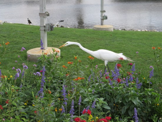 Egret strutting on the grassy shore of the lagoon, in front of red and purple flowers.