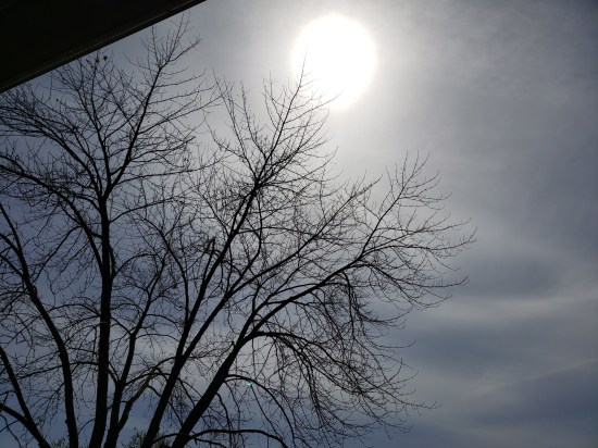 A shot of a maple street in spring without any leaves yet. The sky is gray because eclipse is coming in 20 minutes.