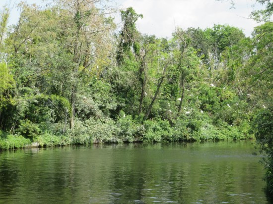 Gentle creek passes by a forest. No artificial fixtures or Disney stuff, just nature.