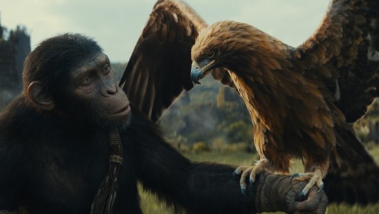 Smart ape holds a falcon on its gloved arm.