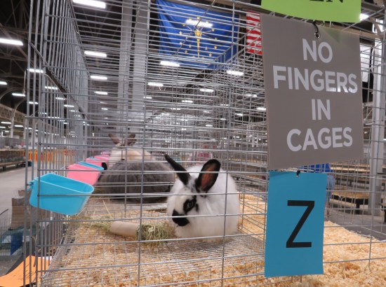 Black-and-white bunny in a cage with a giant gray sign: "NO FINGERS IN CAGES".